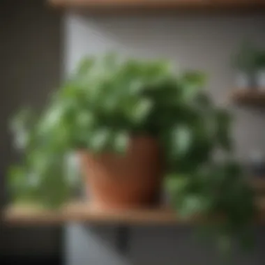 A close-up of a pothos plant cascading from a shelf