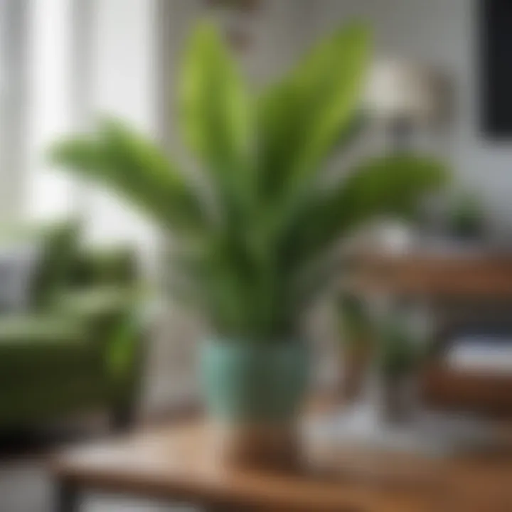 A vibrant green snake plant in a modern living room setting