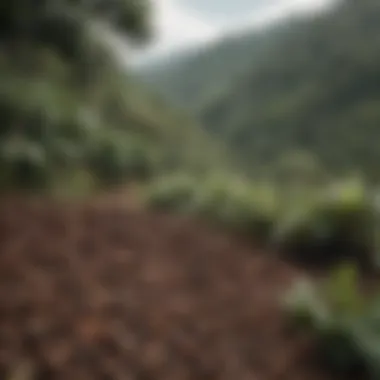 Colombian Coffee Plantation Landscape