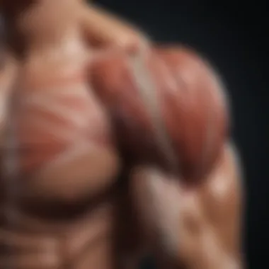 Understanding Arm Muscle Anatomy Diagram highlighting the anatomy of arm muscles