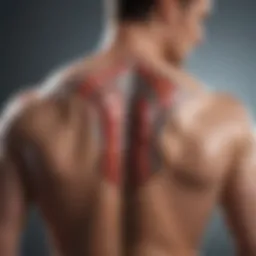 Illustration of upper back muscles