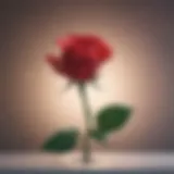 Symbolism of a Rose