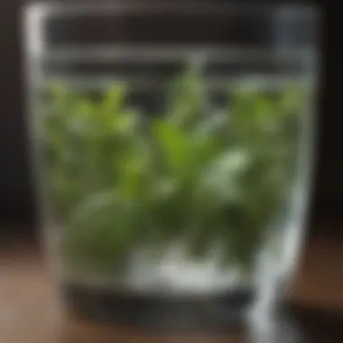 Aromatic Herb Infused Water