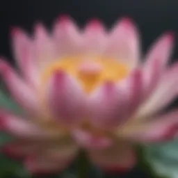 A close-up view of a lotus blossom showcasing its intricate petals and vibrant colors.