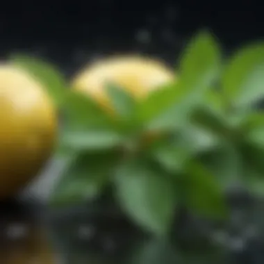 Lemon juice droplets on fresh green mint leaves