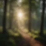 Morning Sunlight Filtering Through Trees