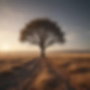 Single tree standing resilient in a barren field