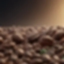 Organic Coffee Beans
