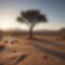 Silhouette of a lone tree in a vast desert landscape