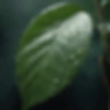 Droplets of water on fresh green leaf