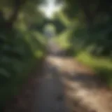 Reflective path surrounded by lush greenery