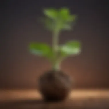 Visual metaphor of a seed sprouting into a flourishing plant representing personal growth