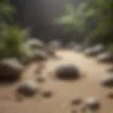 Zen garden with raked sand and rocks